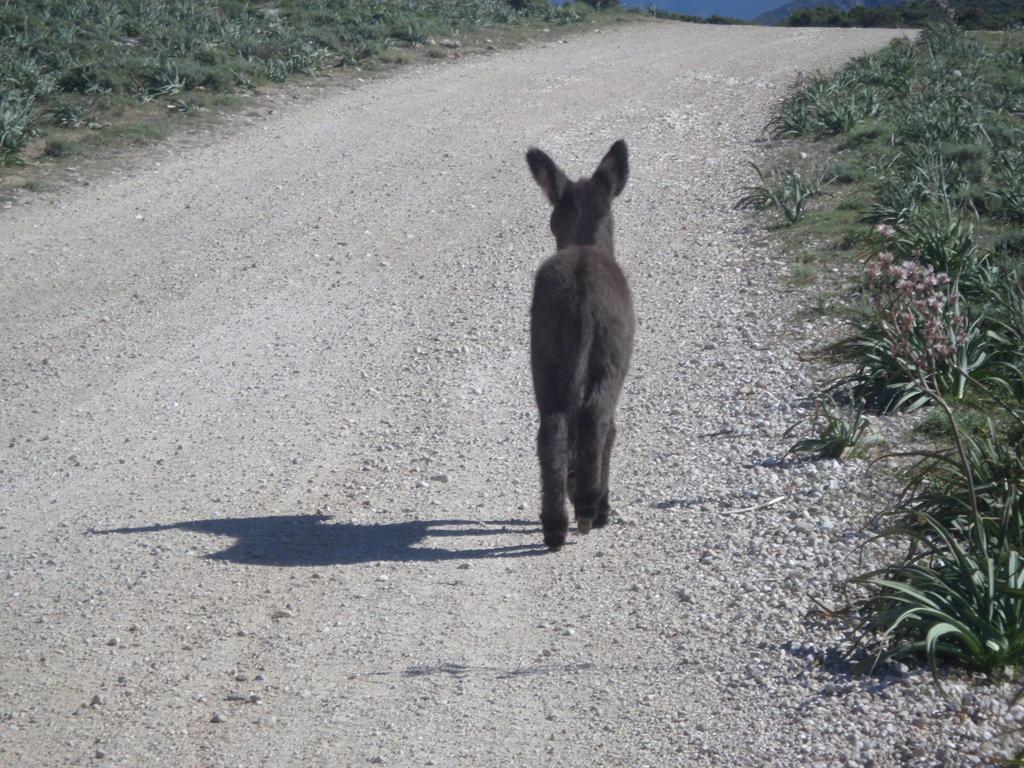 B&B Sa Funtana Cardedu Exteriör bild